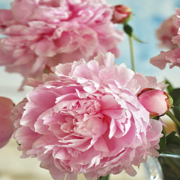 PEONY CLEANSING FOAM