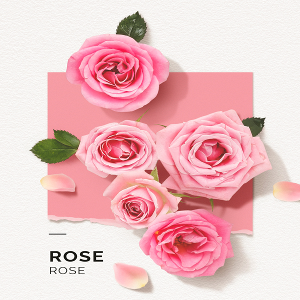 rose