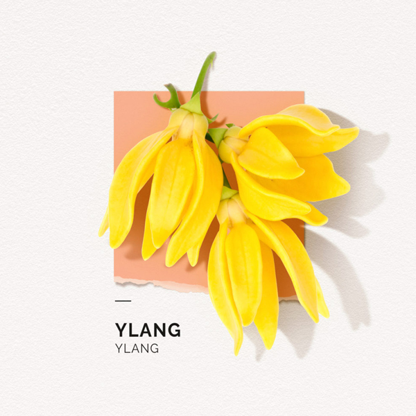 ylang eau de parfum
