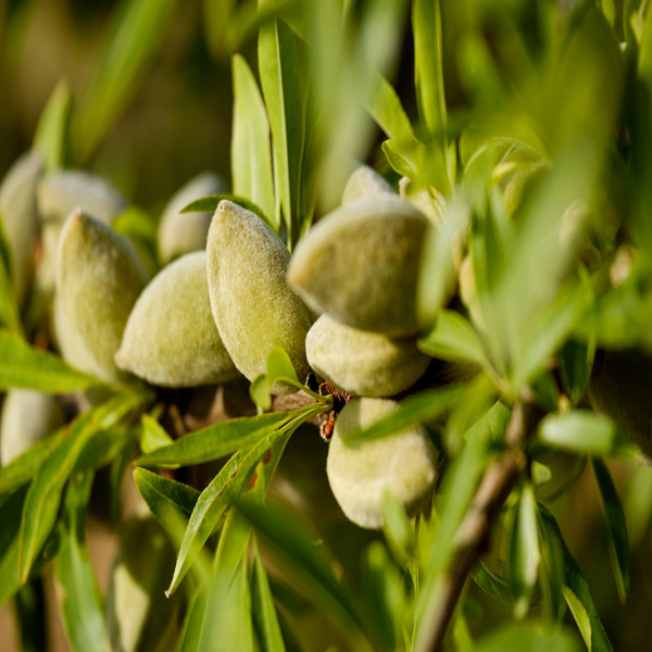 Almond Lip Balm