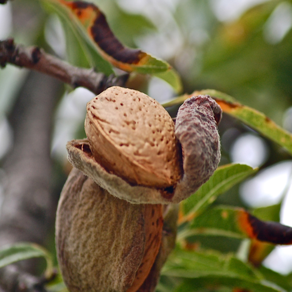 Almond