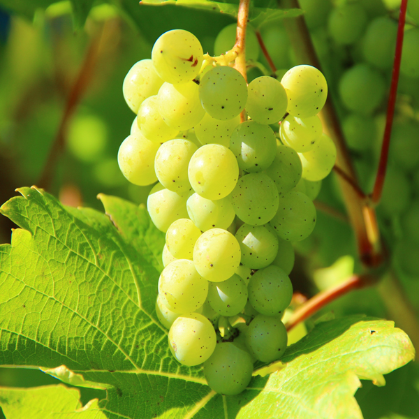 grape Dry Oil