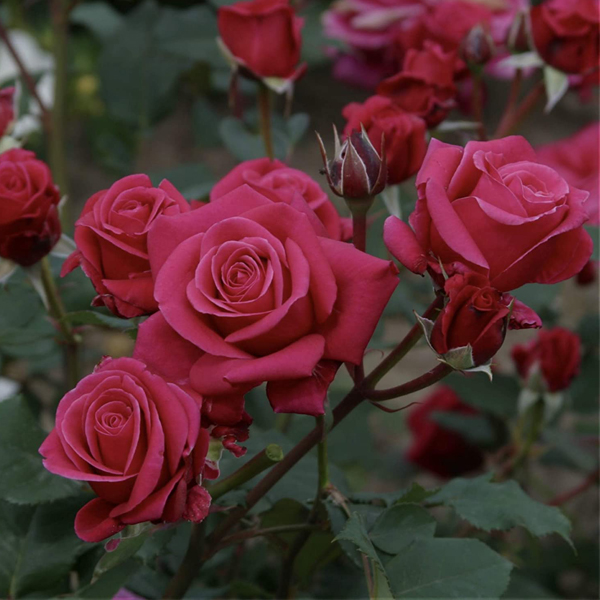 Gardenia Rose