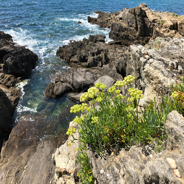 sea samphire hand cream