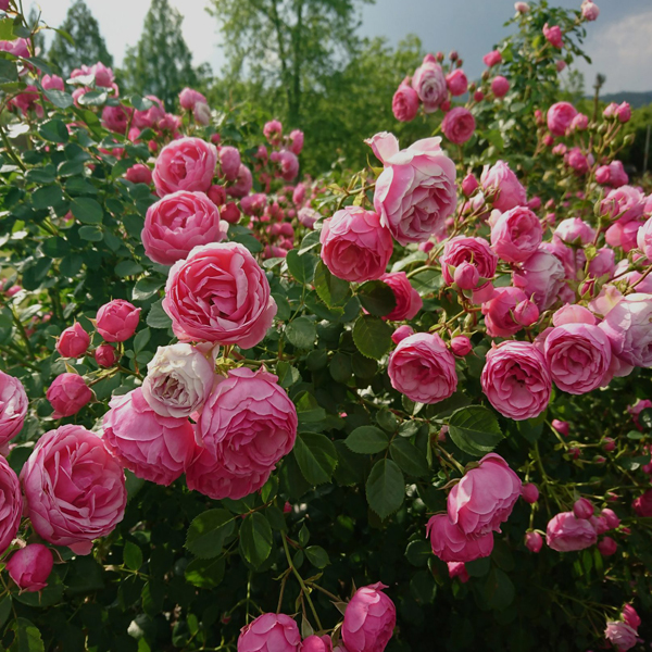 roses