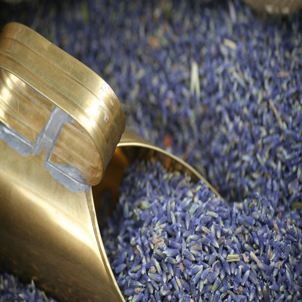 lavender