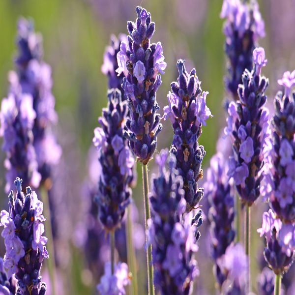 lavender
