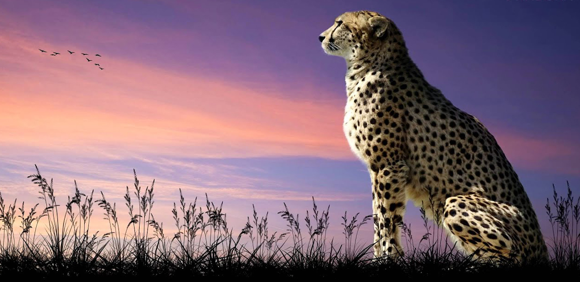 Africa